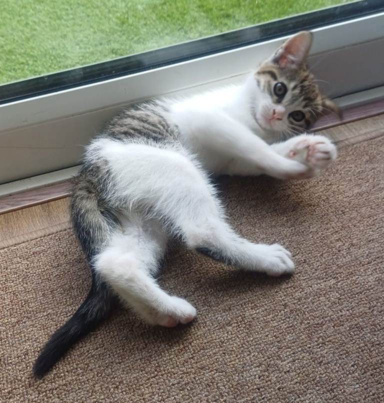 Kitten for sale