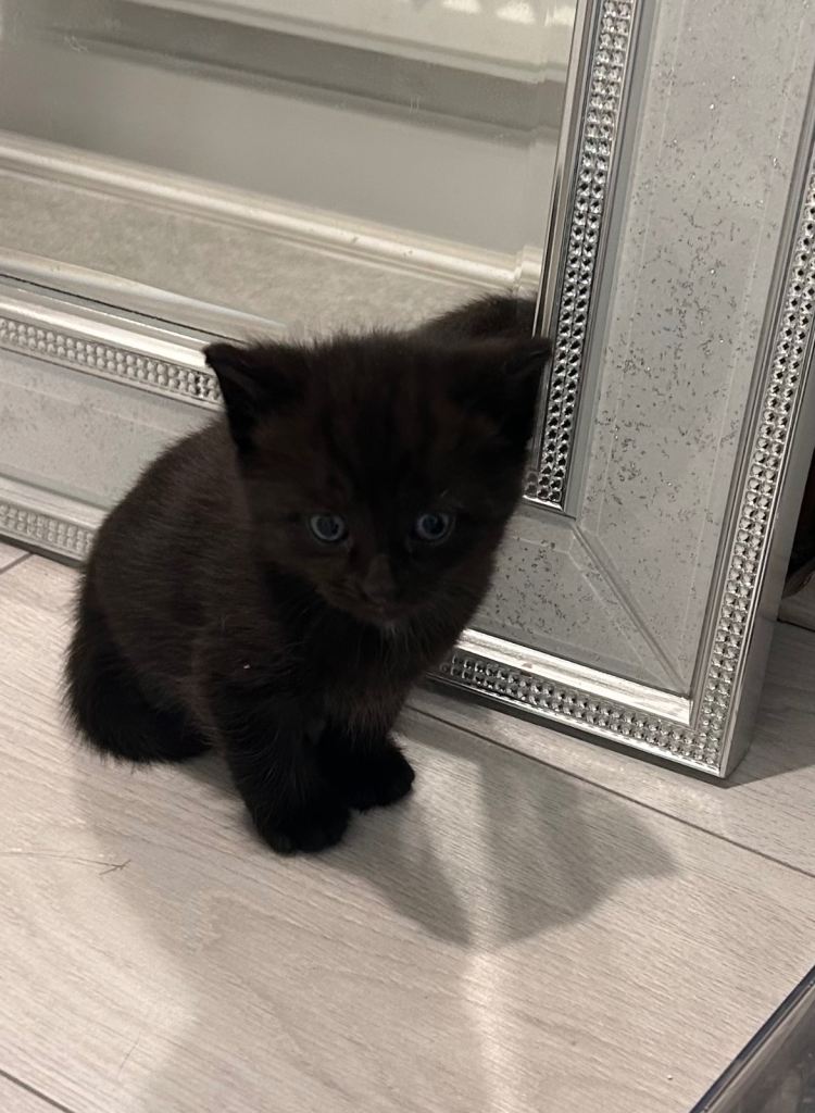 Beautiful black ragdoll mix kitten 