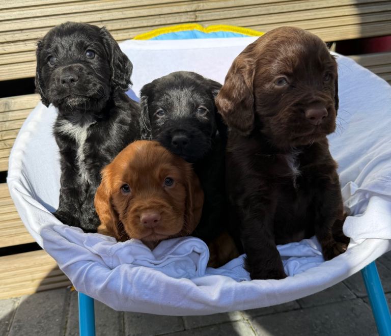7 cockerspaniel puppy's 
