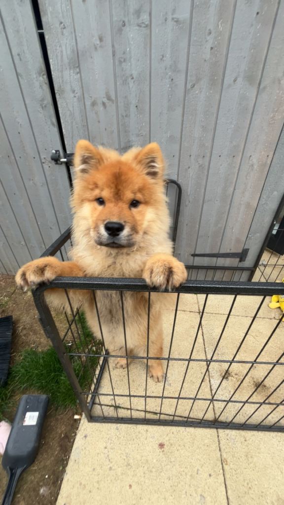Chow chow puppies 4 month and 7 month 