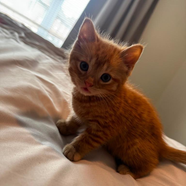 Last two kittens 