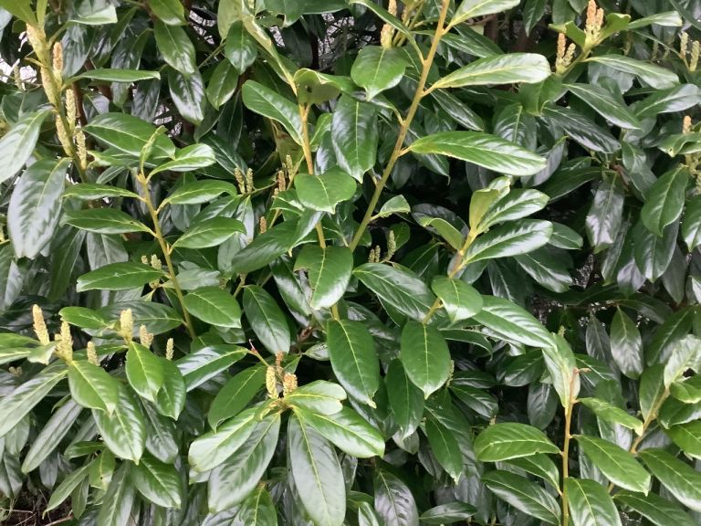 5 ft LAUREL HEDGING PLANTS.  NOVITA.  £15-00