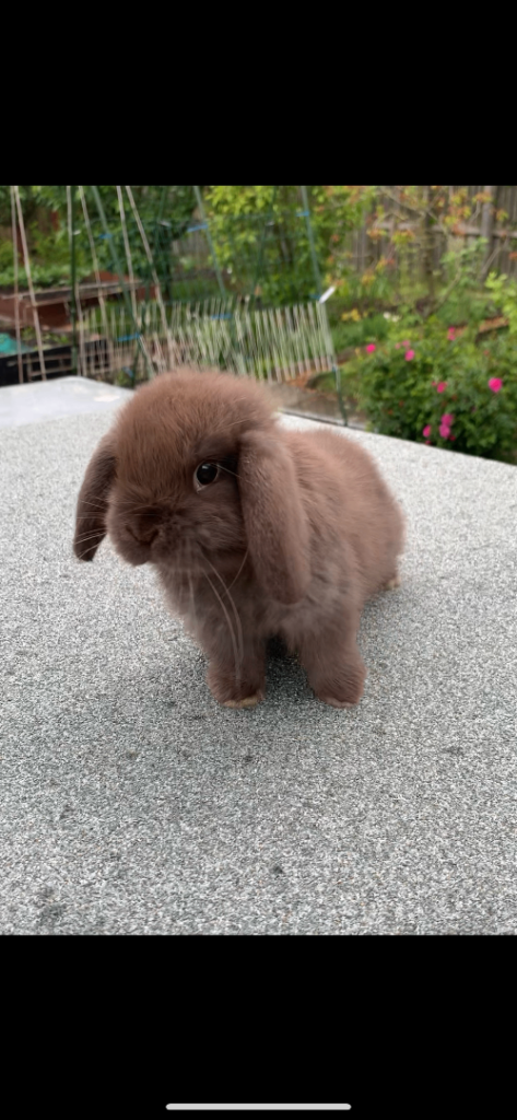 Baby Mini Lop Eared Rabbits - 8 Weeks Old - £80 Each - R/T/Leave Now.