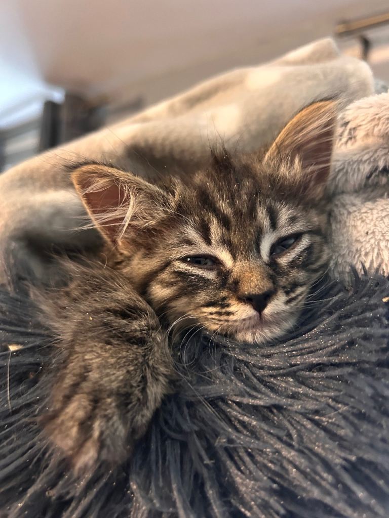 Reduced Last 2 girls available Ragdoll x Maine coon kittens available 