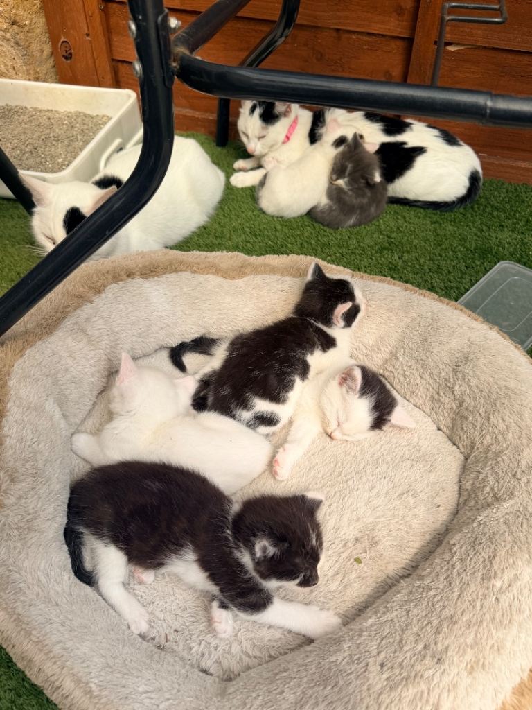 Make & Female cute kittens looking for loving hones