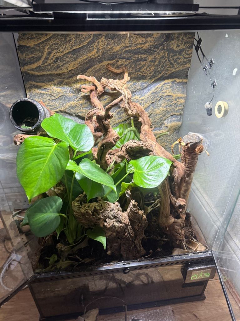 Crested gecko with full setup
