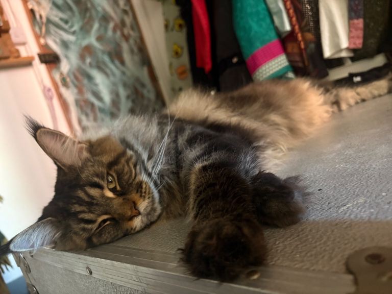 3 year old maine coon 