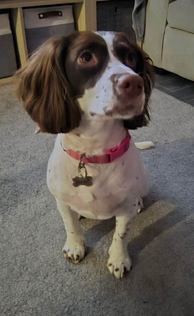 Springer × cocker spanial 2 year old