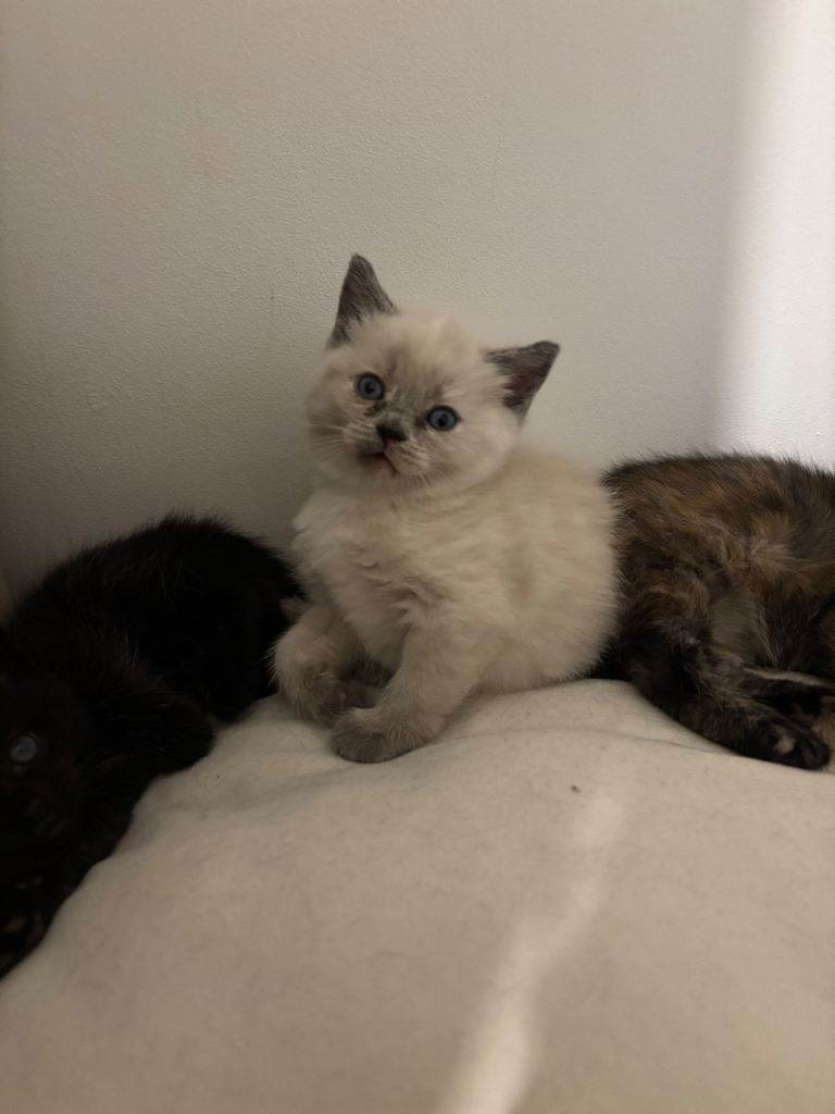 British Shorthair x Ragdoll Kittens