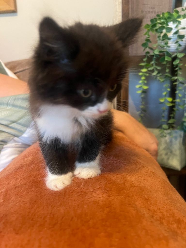 British short hair kittens