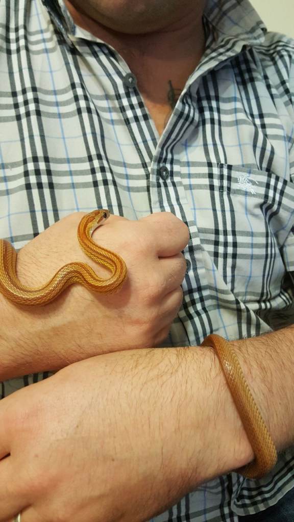 Striped Morph Corn Snake