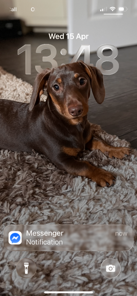 Dachshund 