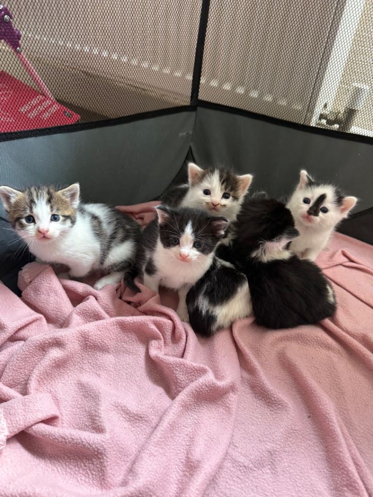 Four female kittens 🐱 updated pictures 
