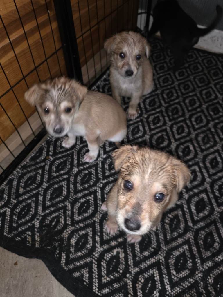German shepard x Dalmation puppies 