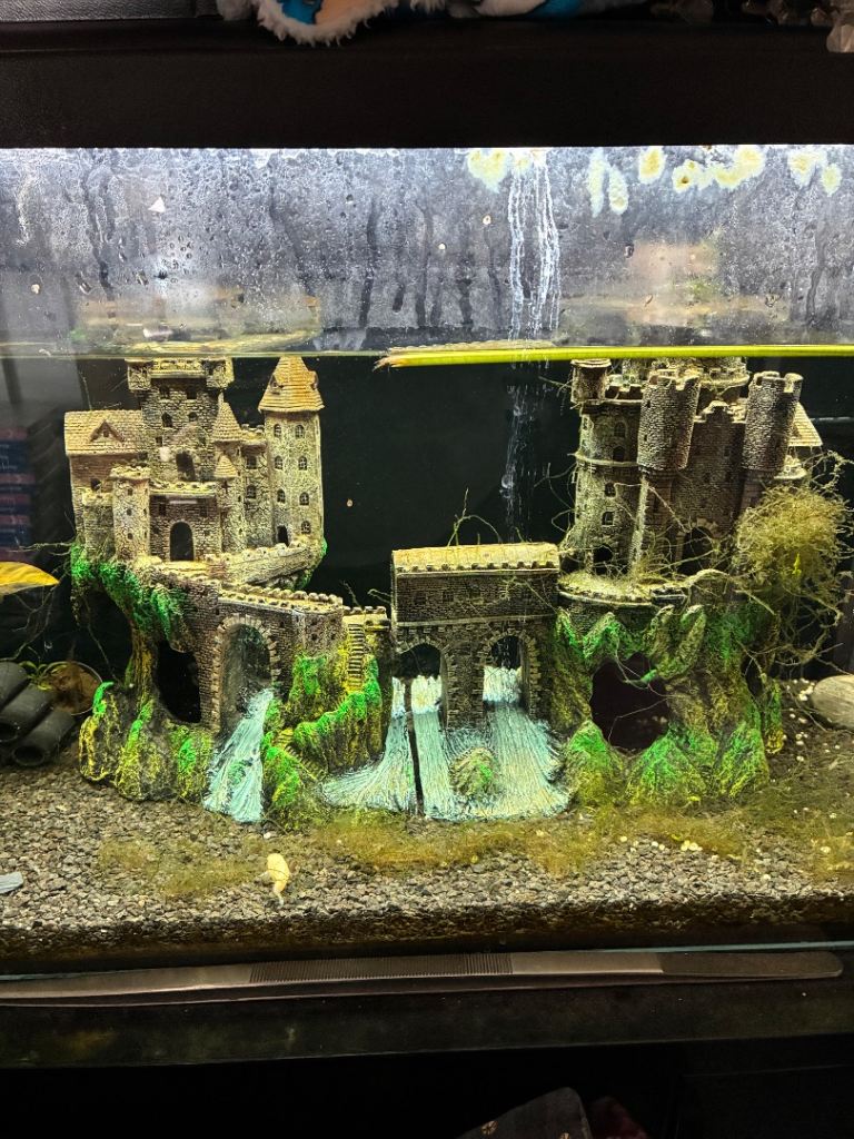 Tropical fish tank