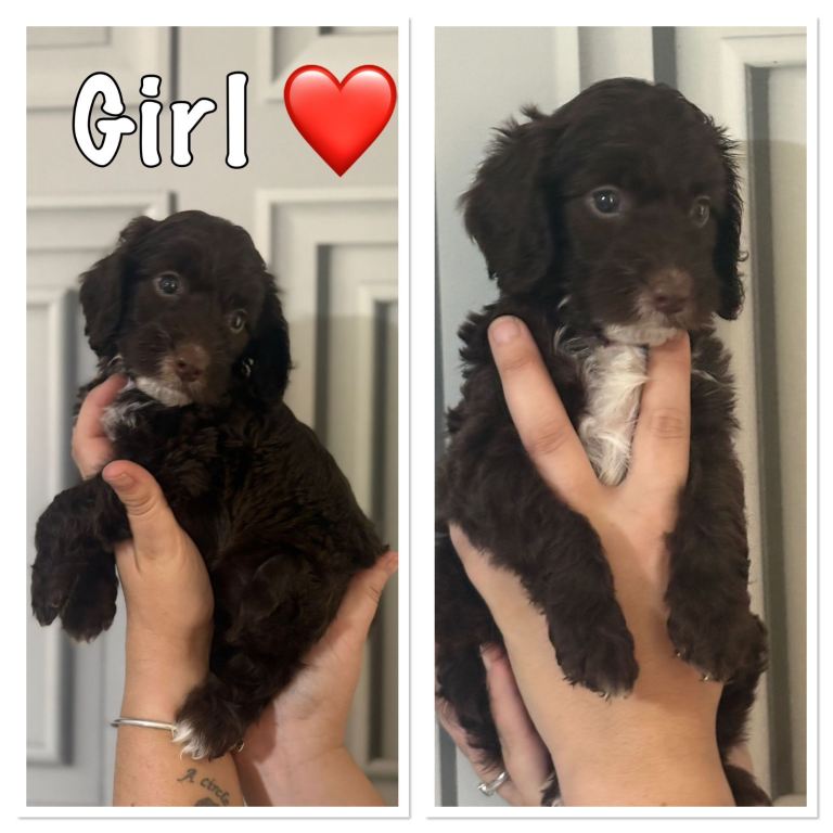 🐾 Beautiful Cockapoo Puppies