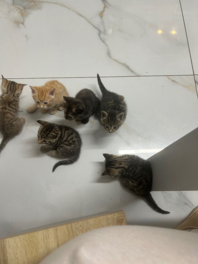 6 gorgeous little kittens