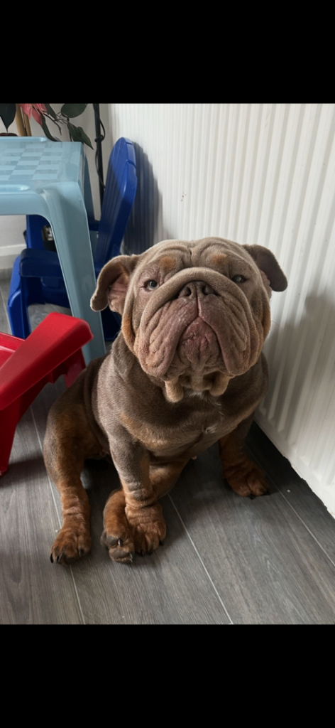 17 month old female British bulldog 