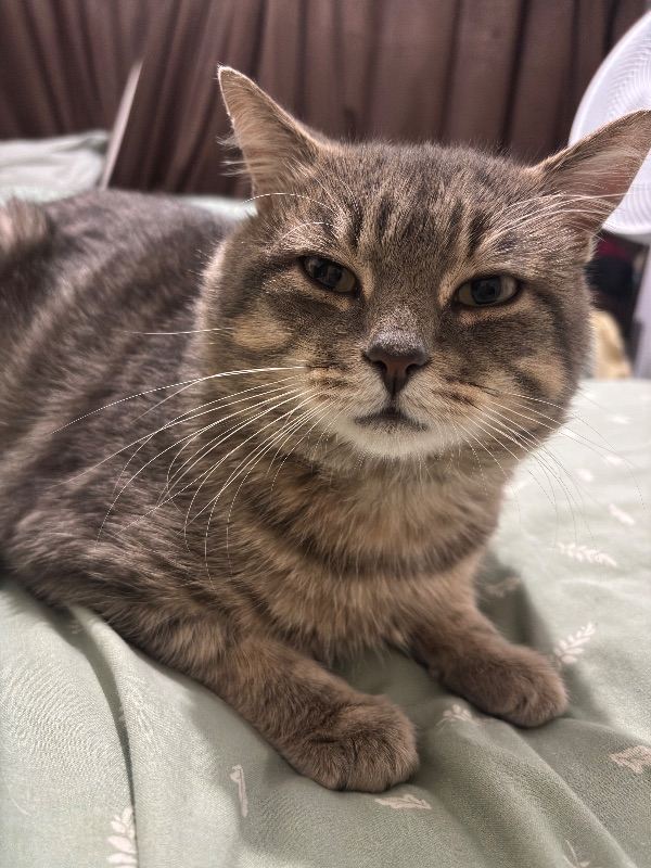 Beautiful Half bengal half Persian cat 