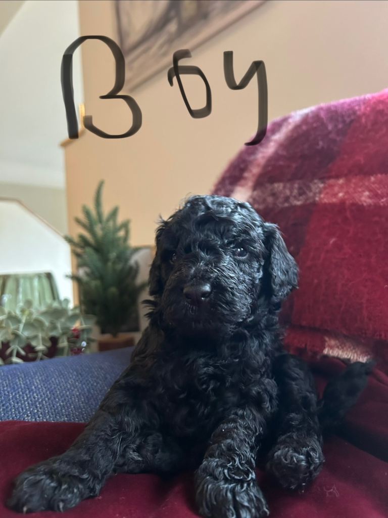 Cockapoo pups