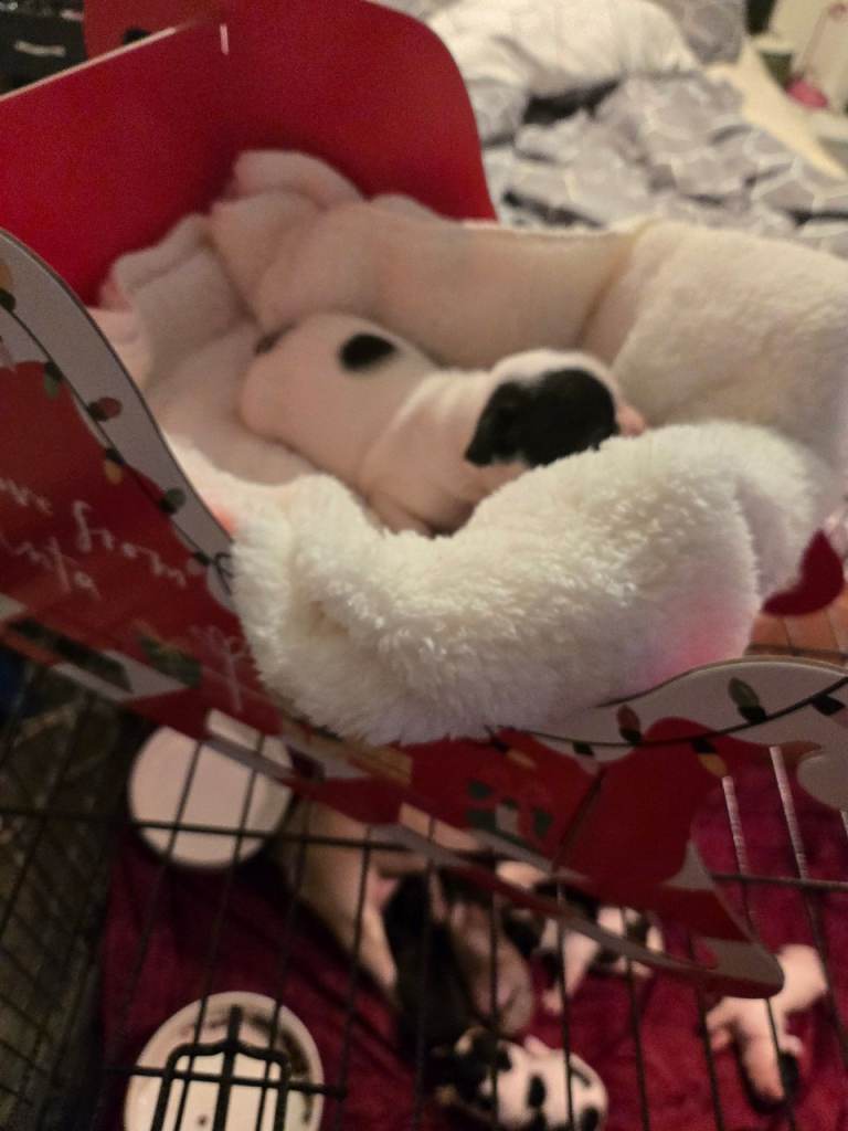 French bulldog pups for sale 