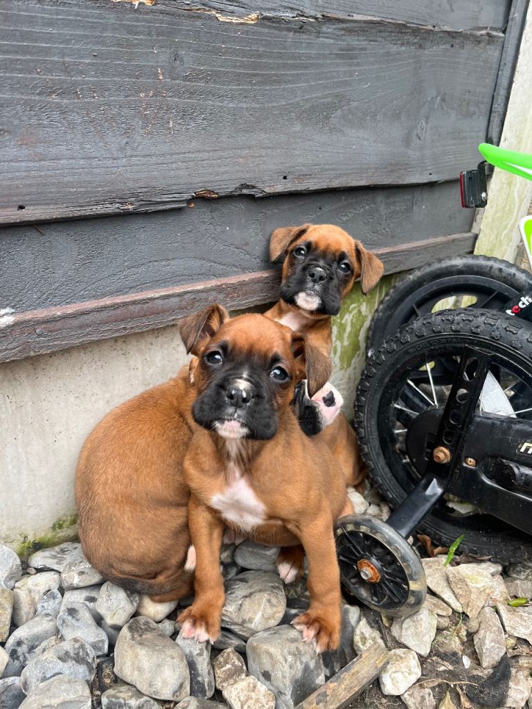 Beautiful boxer puppies