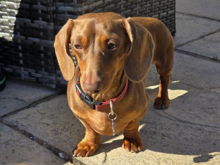 Kc registered miniature dachound