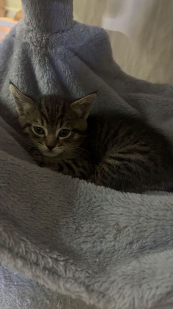 URGENT Maine coon mix