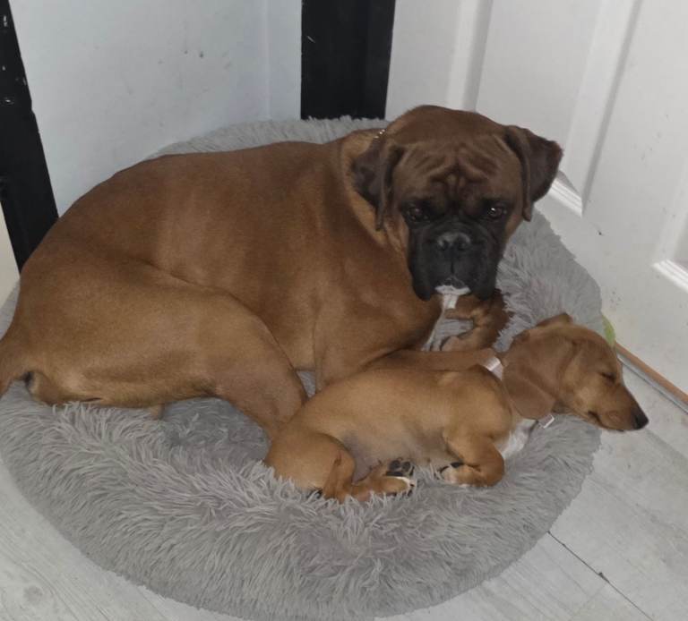 Beautiful male boxer