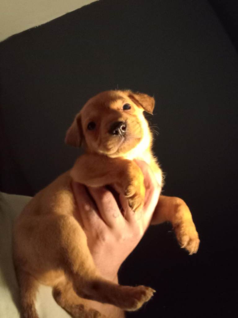 Staffy cross german shepherd 