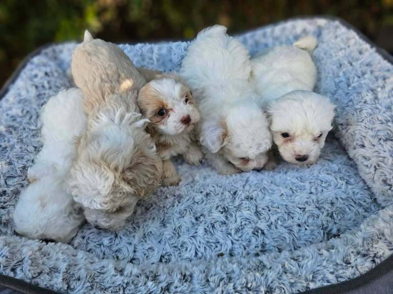 Maltichon puppies 