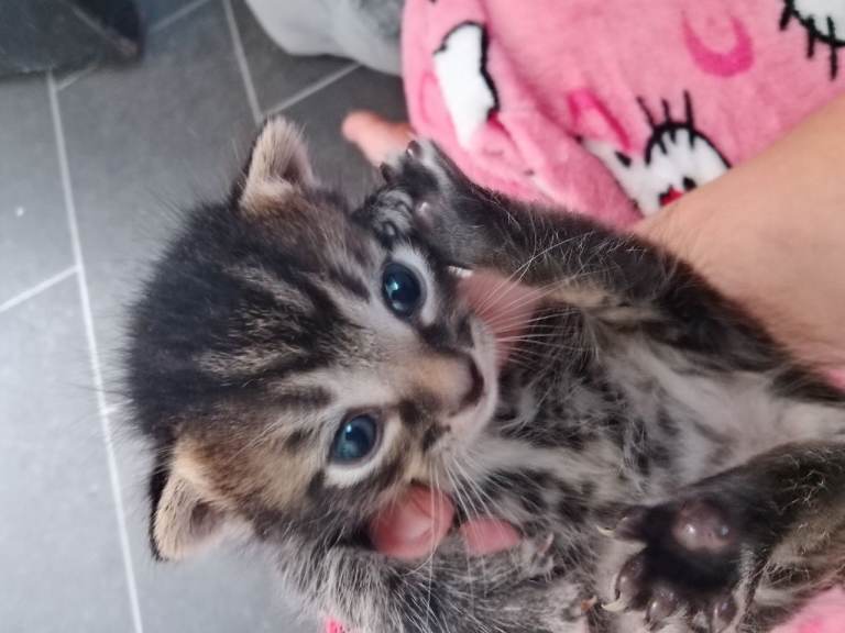 British longhair kittens