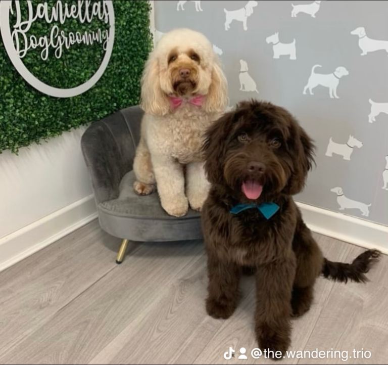 5 Cockapoo puppies for sale