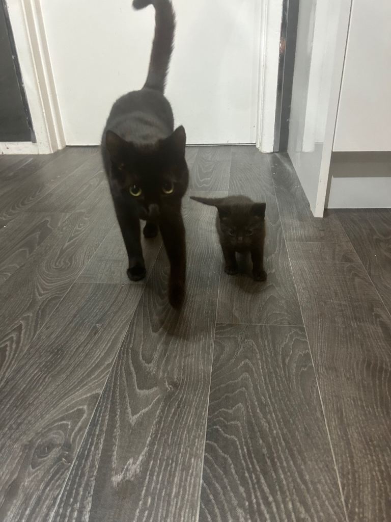 Cute black Kittens. Both RESERVED