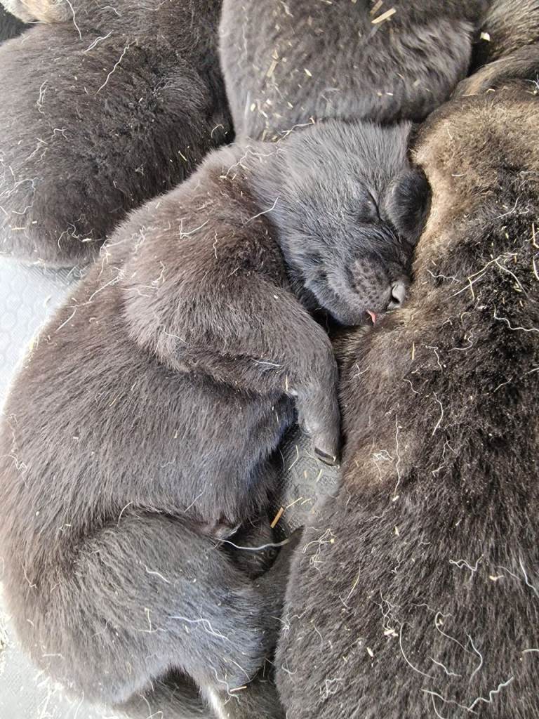 German shepherd pups