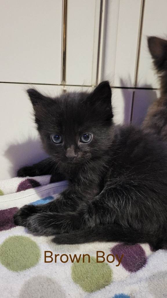 Maine coon cross kitten
