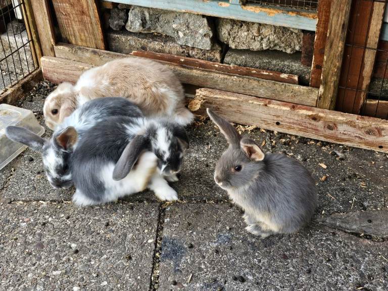 French lop mix breed Baby bunny- approx 12 weeks