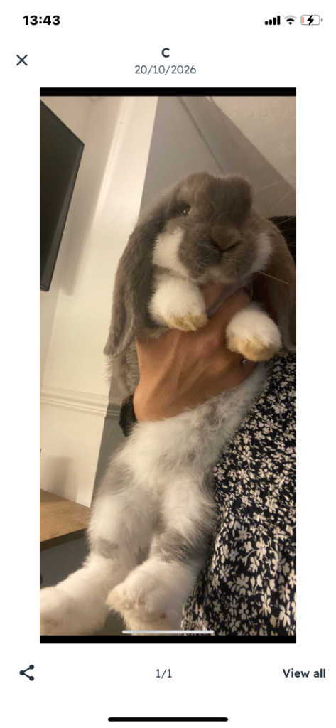 French lop last two of the litter 