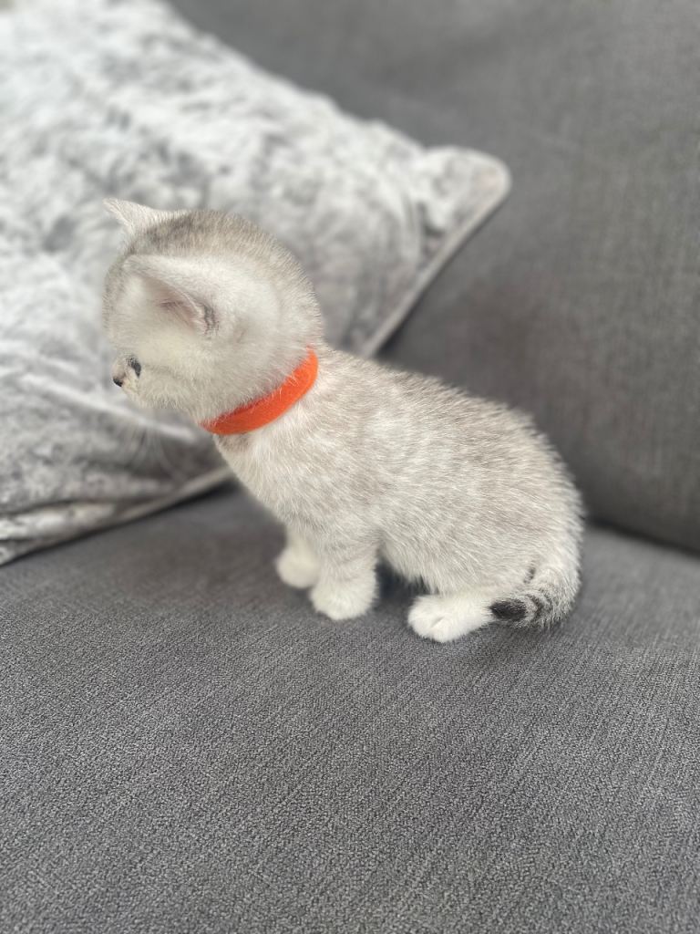 Pedigree British Short Hair Kittens