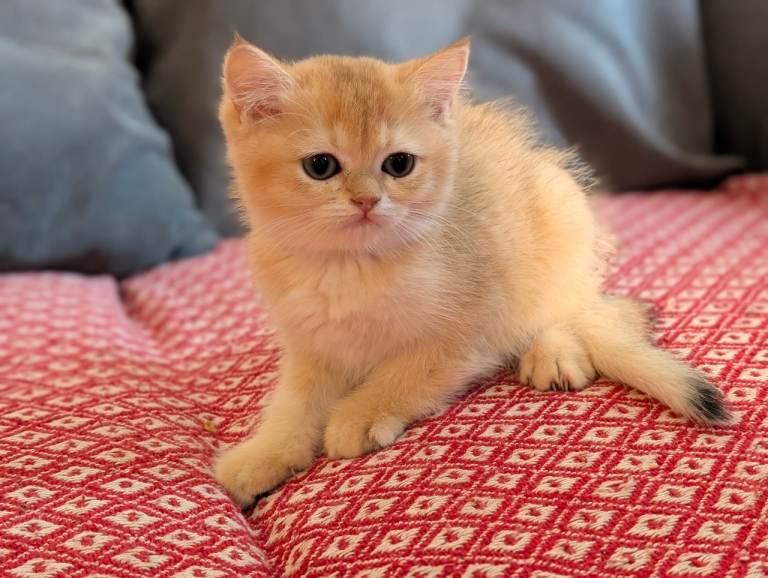 Available-TICA Golden Shaded British Shorthair Girl ready for new🏡 