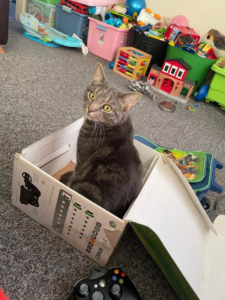 Shirt haired tabby cat