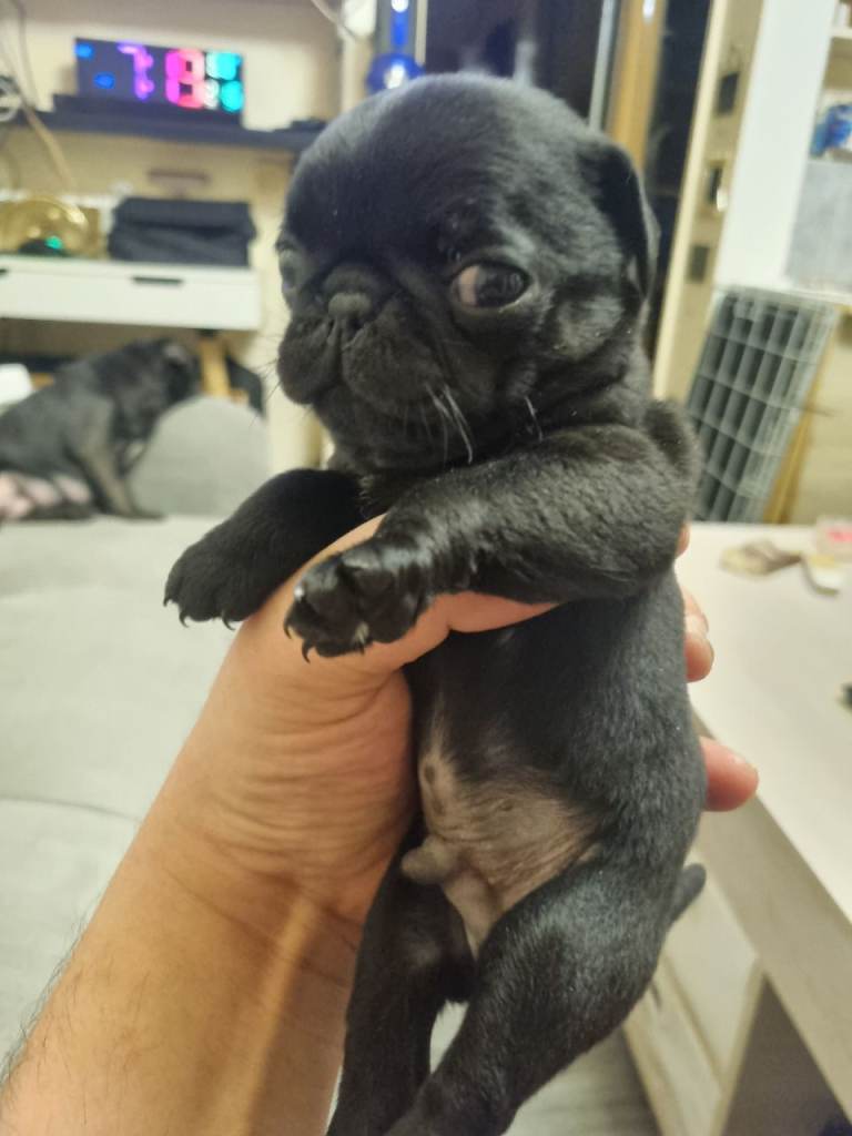 Pug Boy