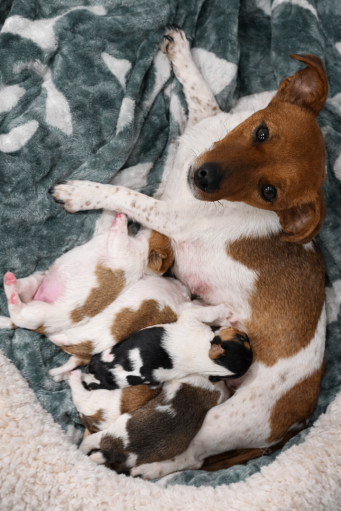 Miniature Jack Russell Puppies 