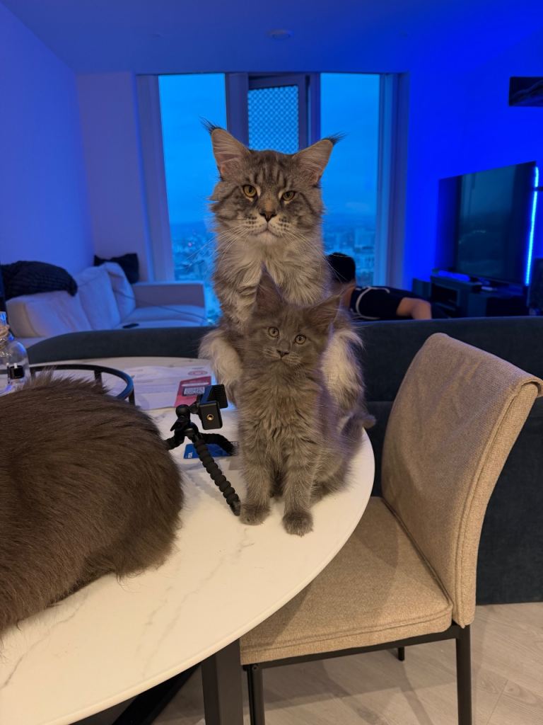 maine coon kittens 
