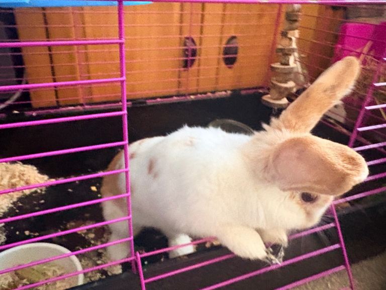 Female rabbit