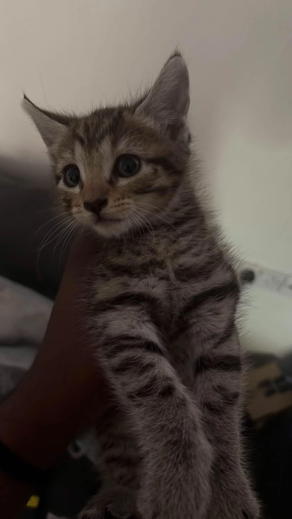 7 Cute & Playful Kittens – £70 Each