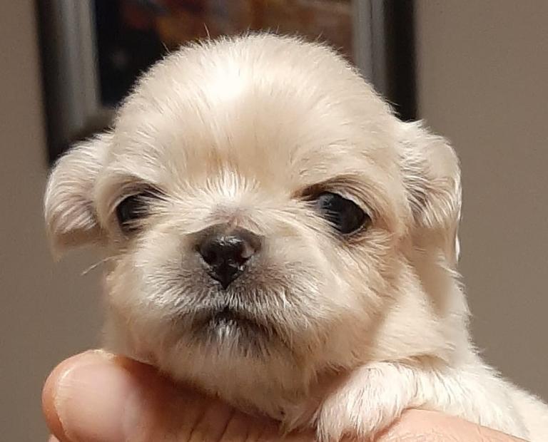Pekingese puppies 