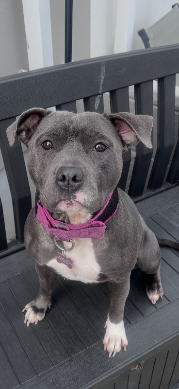 Two blue Staffordshire bull terriers staffy