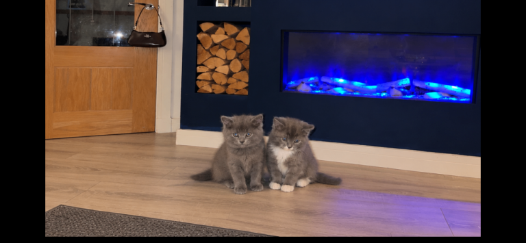 Beautiful Half Persian Kittens – Ready Now 🐾