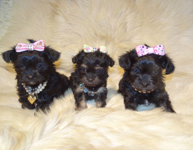 XXXXS Gorgeous Micro Tiny Maltese X Chihuahua Malchi Puppies 
